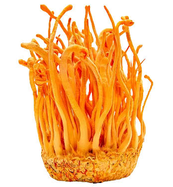 <p>Cordyceps</p>