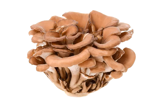 <p>Maitake</p>