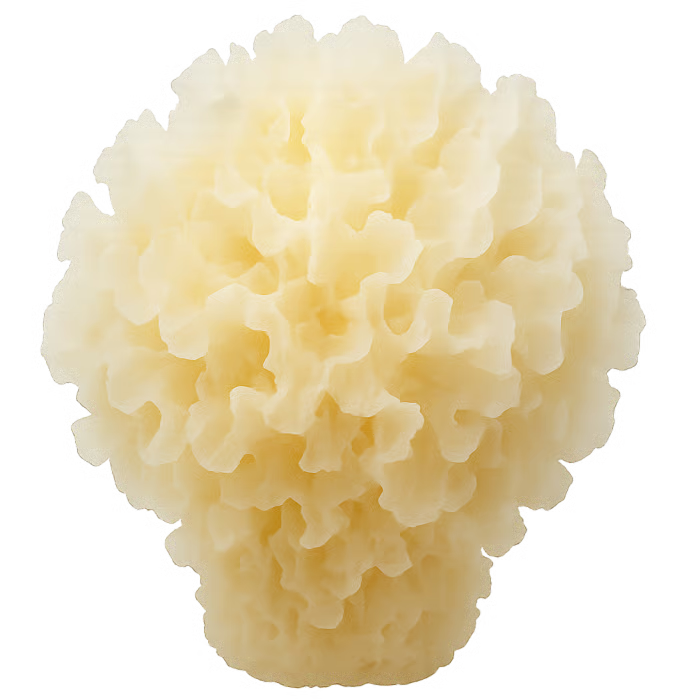 <p>Tremella</p>