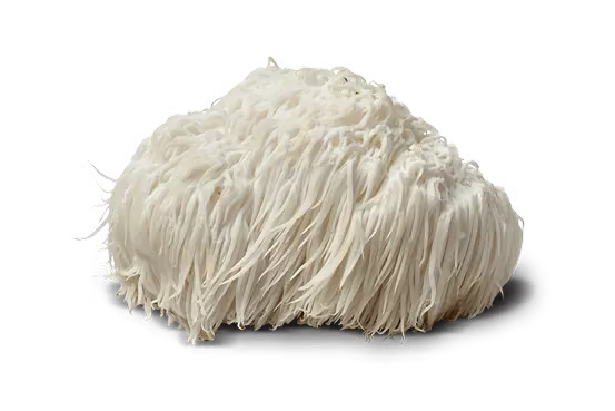 <p>Lion's Mane</p>