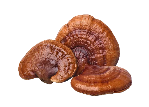 <p>Reishi</p>