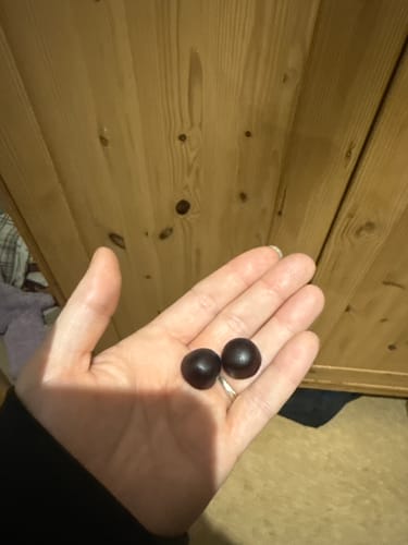 Customer photo review of Mushroom Gummies